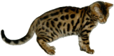 Spotted cat